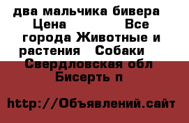 два мальчика бивера › Цена ­ 19 000 - Все города Животные и растения » Собаки   . Свердловская обл.,Бисерть п.